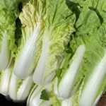 台灣白菜 TaiwanBokchoy