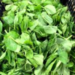 豆苗 Snow Pea Tips