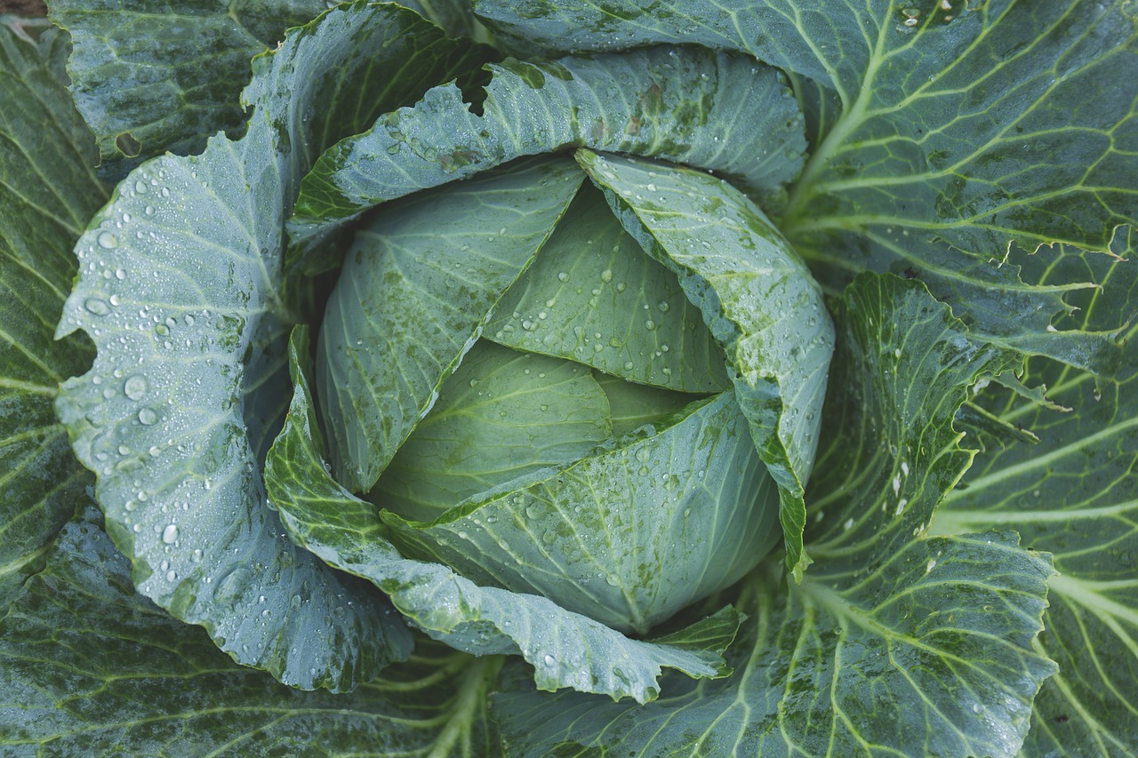 cabbage, vegetable, kale