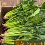 菠菜 Spinach