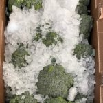 Broccoli in Box with Ice