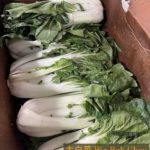 大白菜 BigBokChoy