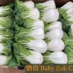 奶白Baby Bok Choy