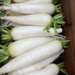 白蘿蔔 White Radish